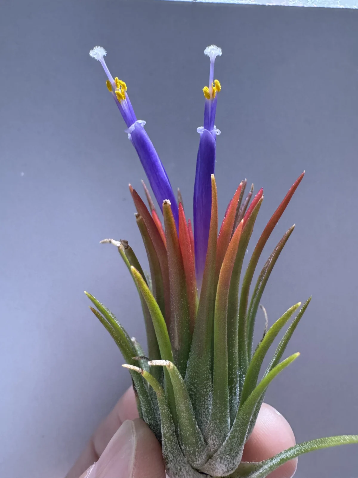 ティランジア　イオナンタ不明