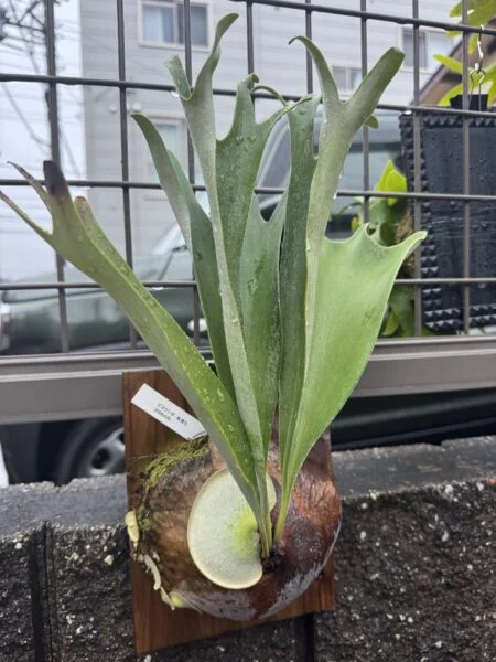 ビカクシダ　札落ち