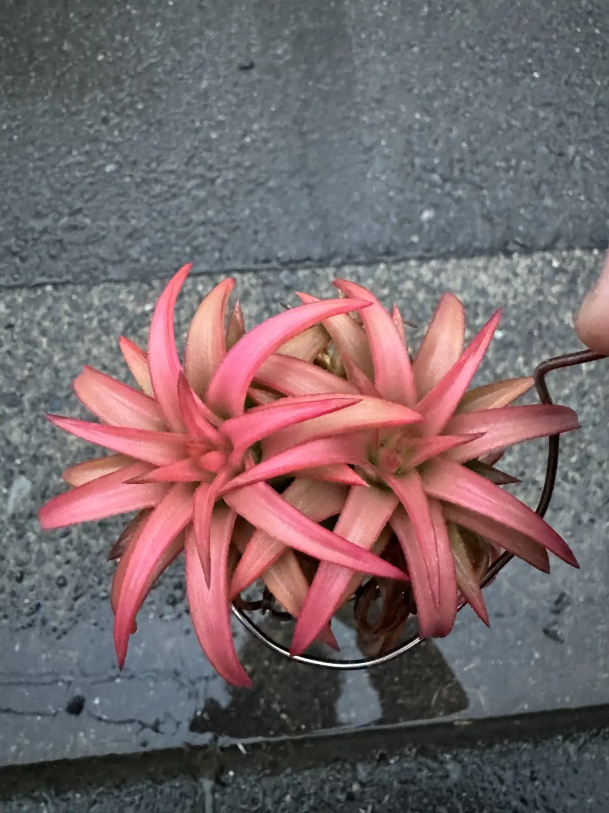 バンハイニンギー　ジャンボ