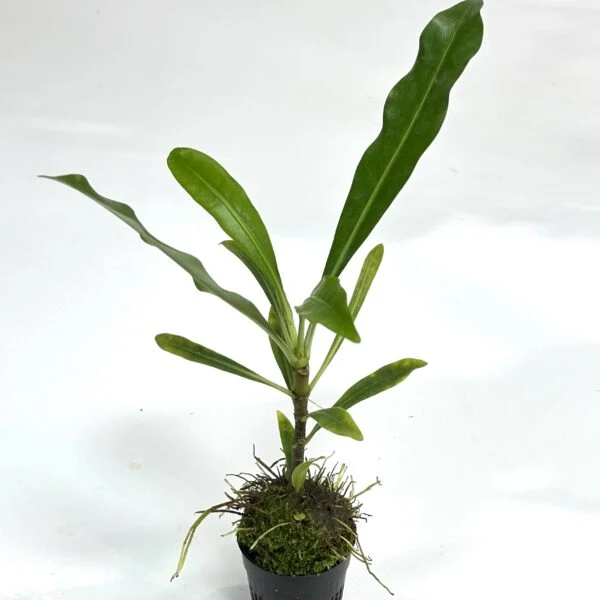 ミルメフィツム　ベッカリー　蟻植物