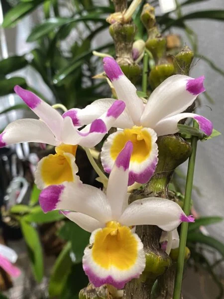 デンドロビウム　ペンデュラム　花　蘭