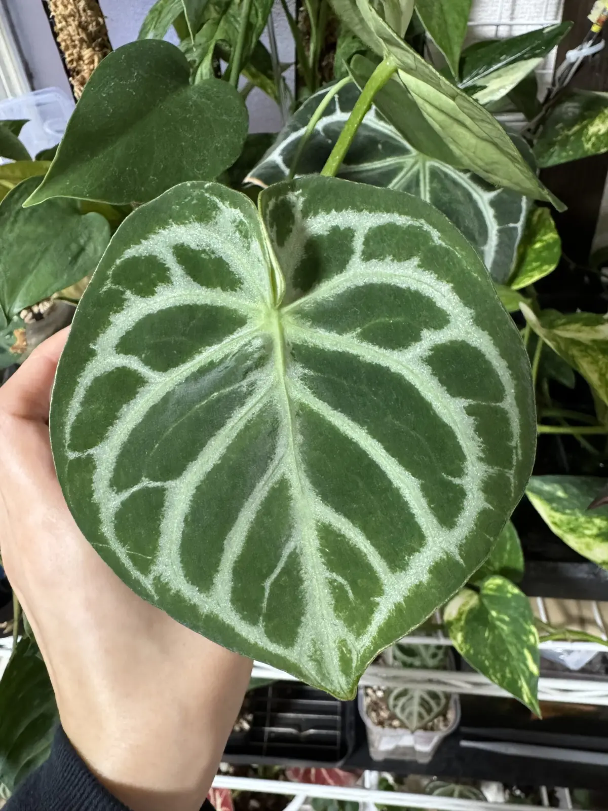 アンスリウム ドラヤキ