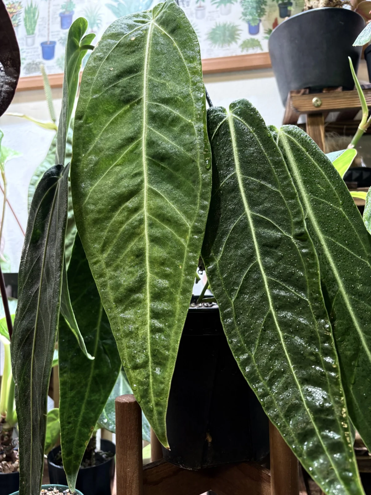 アンスリウム　ワロクアナム