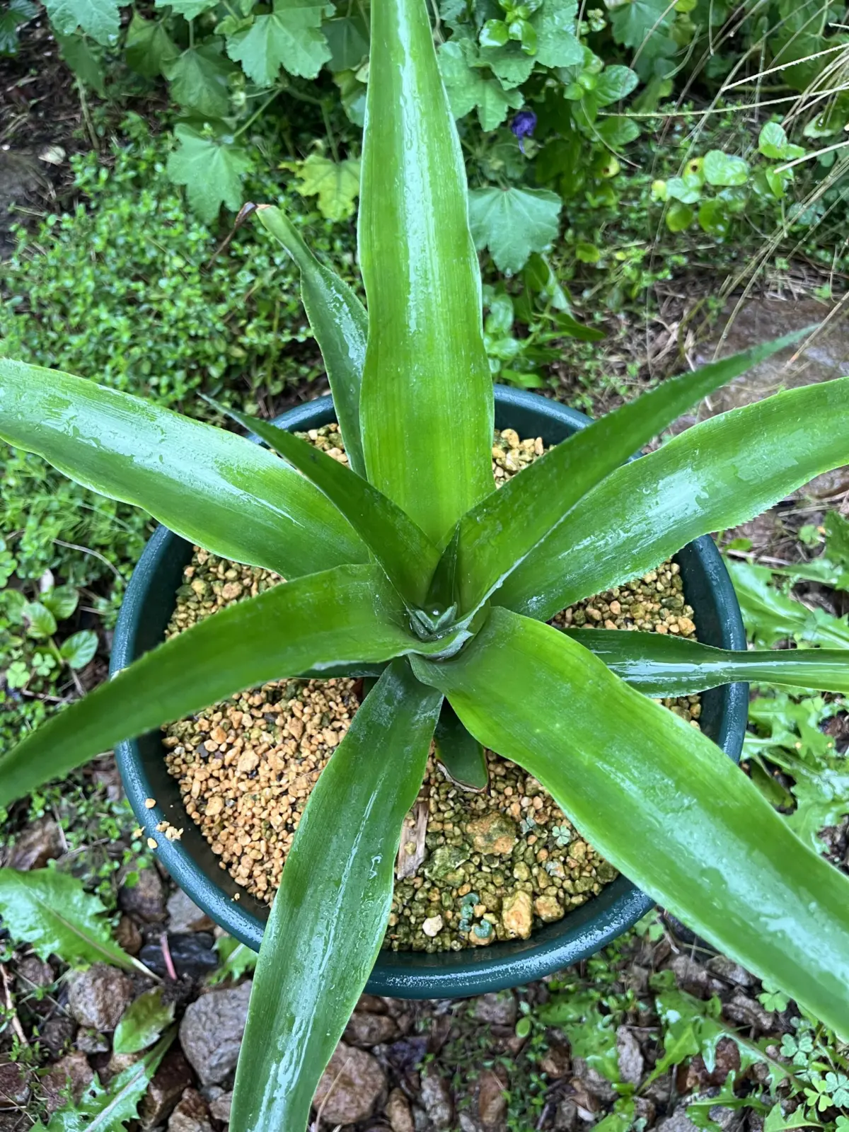 パイナップル　再生栽培