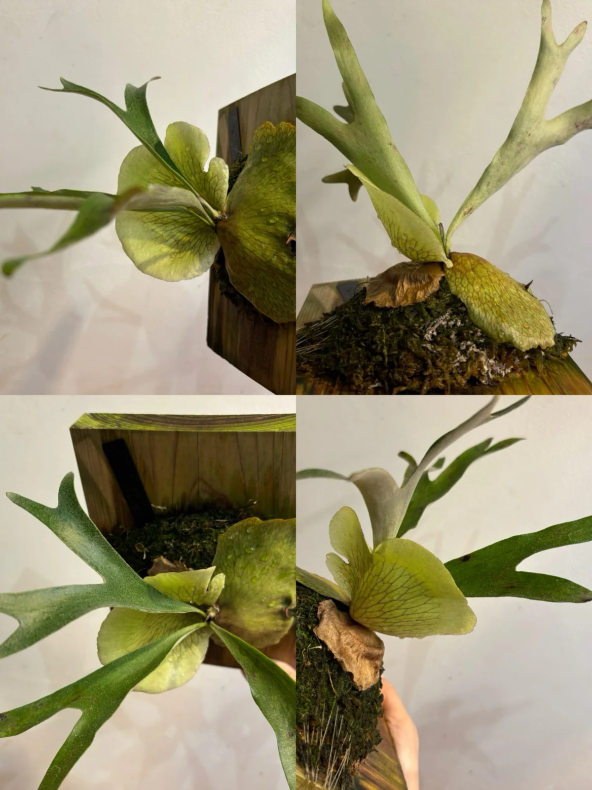 ビカクシダ – Plants Navi