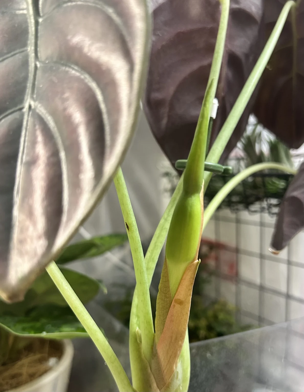 アロカシア クプレア 花芽