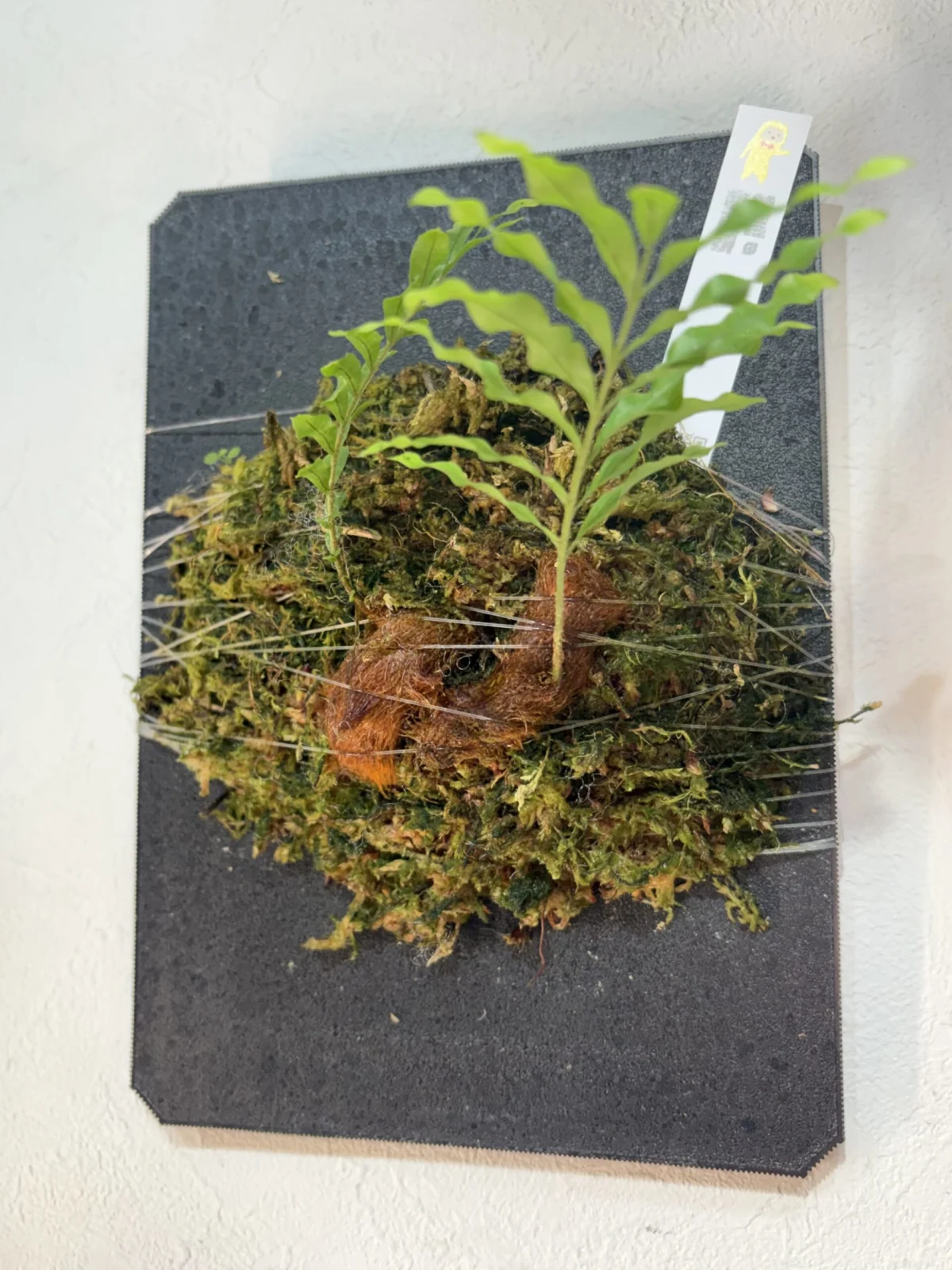 ドリナリア　リギデュラ　小苗　PBP