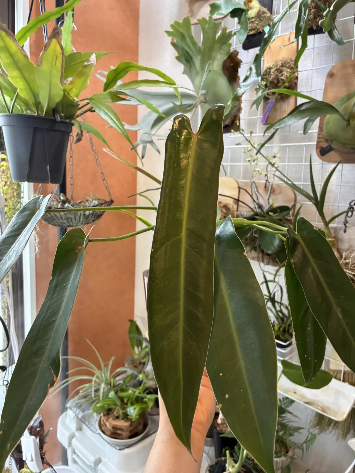 フィロデンドロン　スピリタスサンクチ