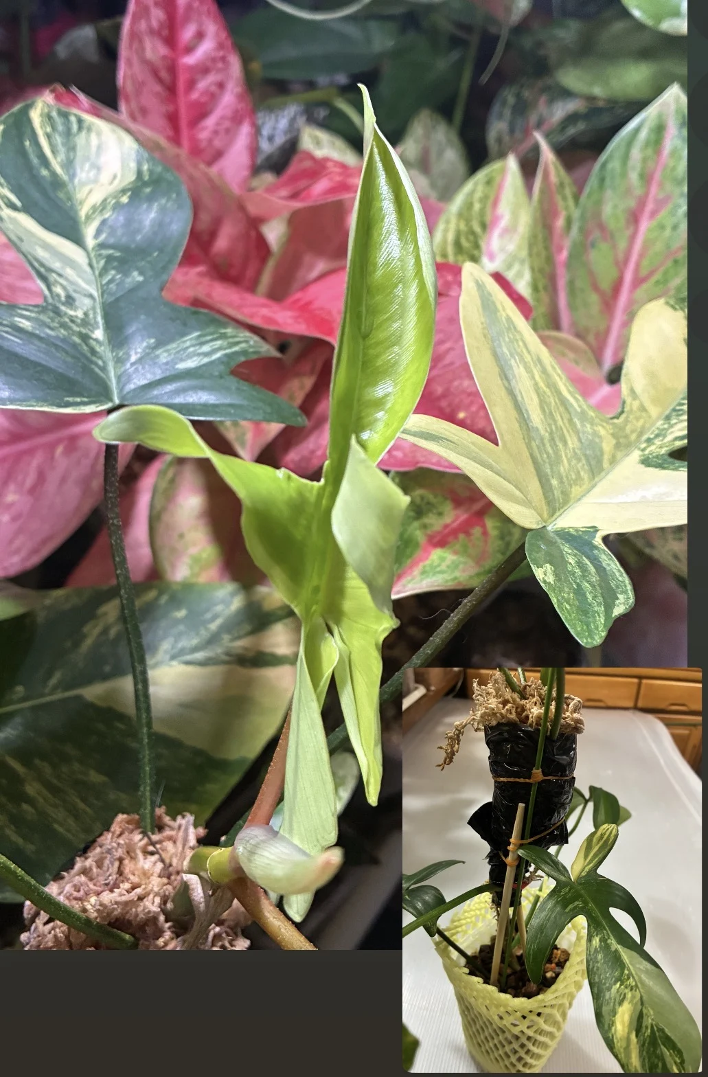 フィロデンドロン　フロリダビューティー