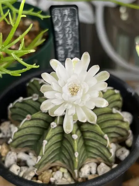 サボテン　ギムノカリキウム　ミハノビッチ　ＬＢ２１７８ ホムセン　花