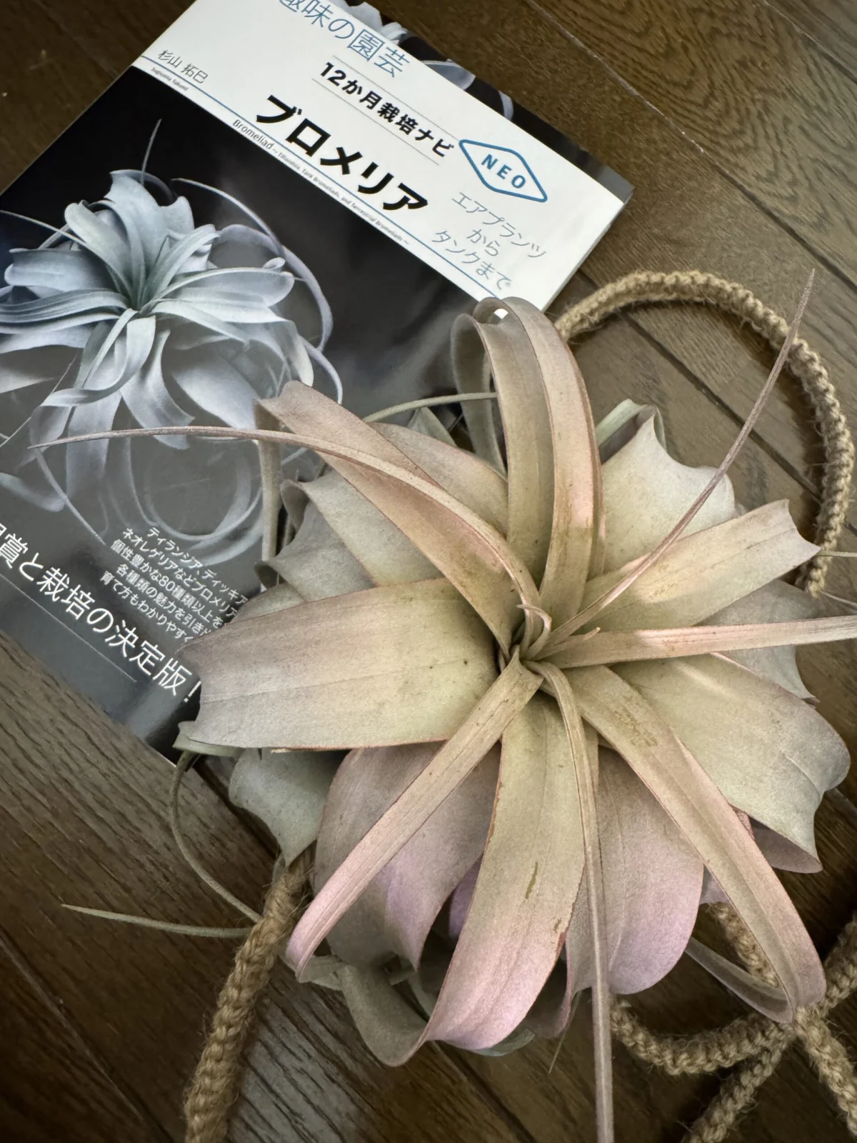 ティランジア　キセログラフィカ