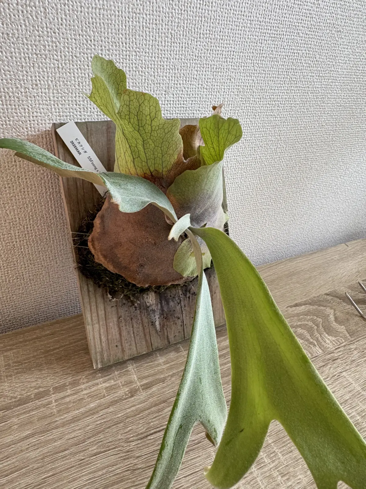 ビカクシダ　SSFoong × W4胞子培養