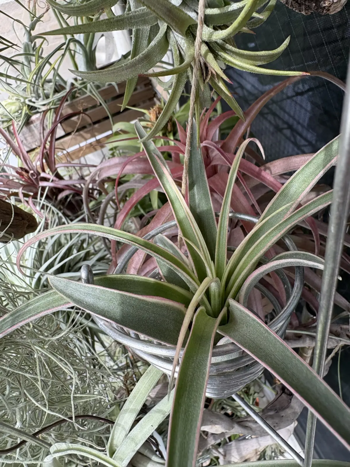 ティランジア　エリックノブロック　バリエガータ