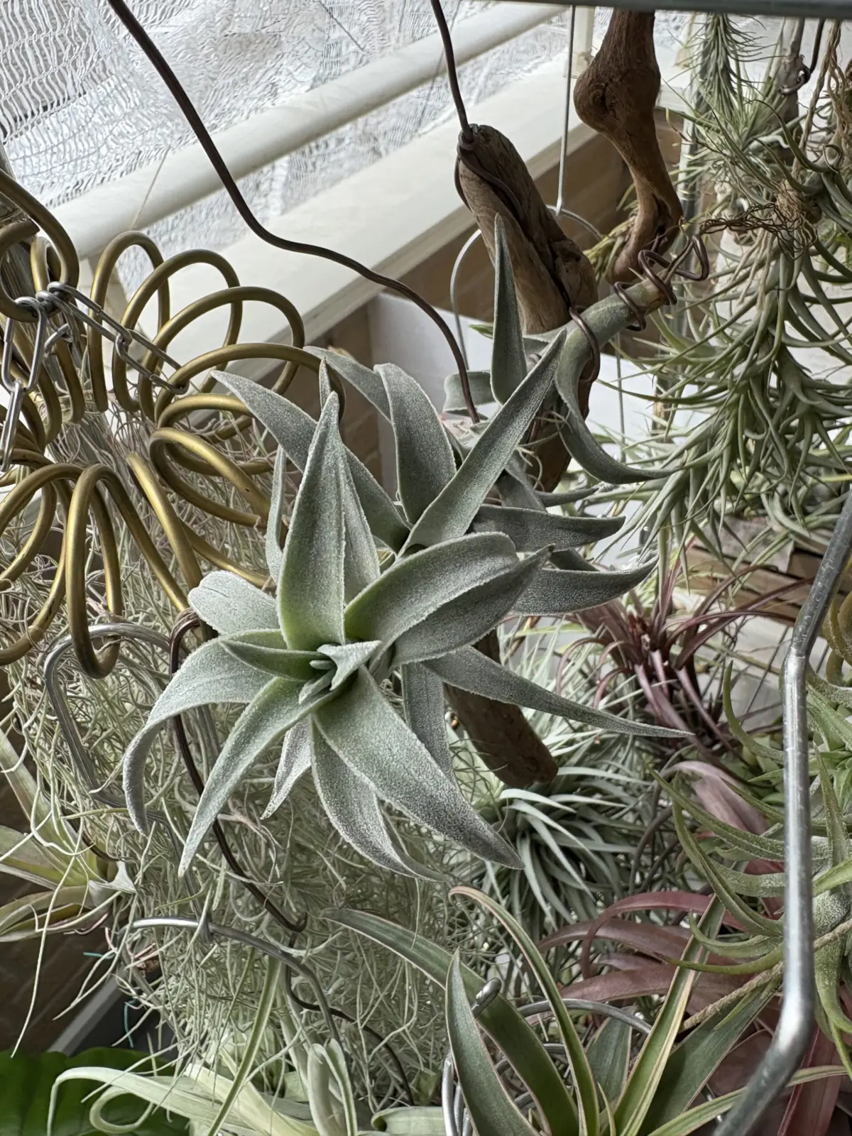 ティランジア　エディシアエ