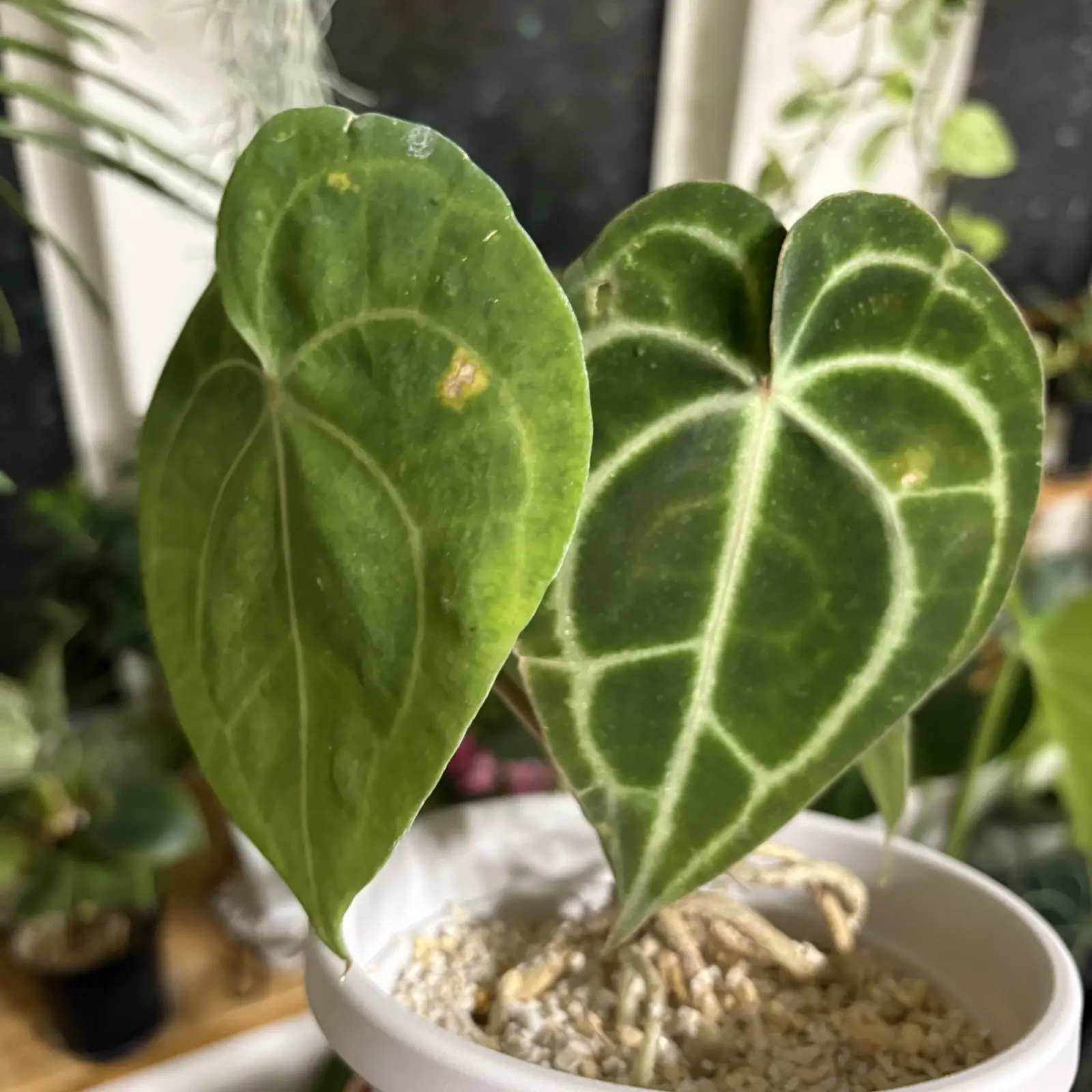 ボロボロになっていく アンスリウム クリスタリナム