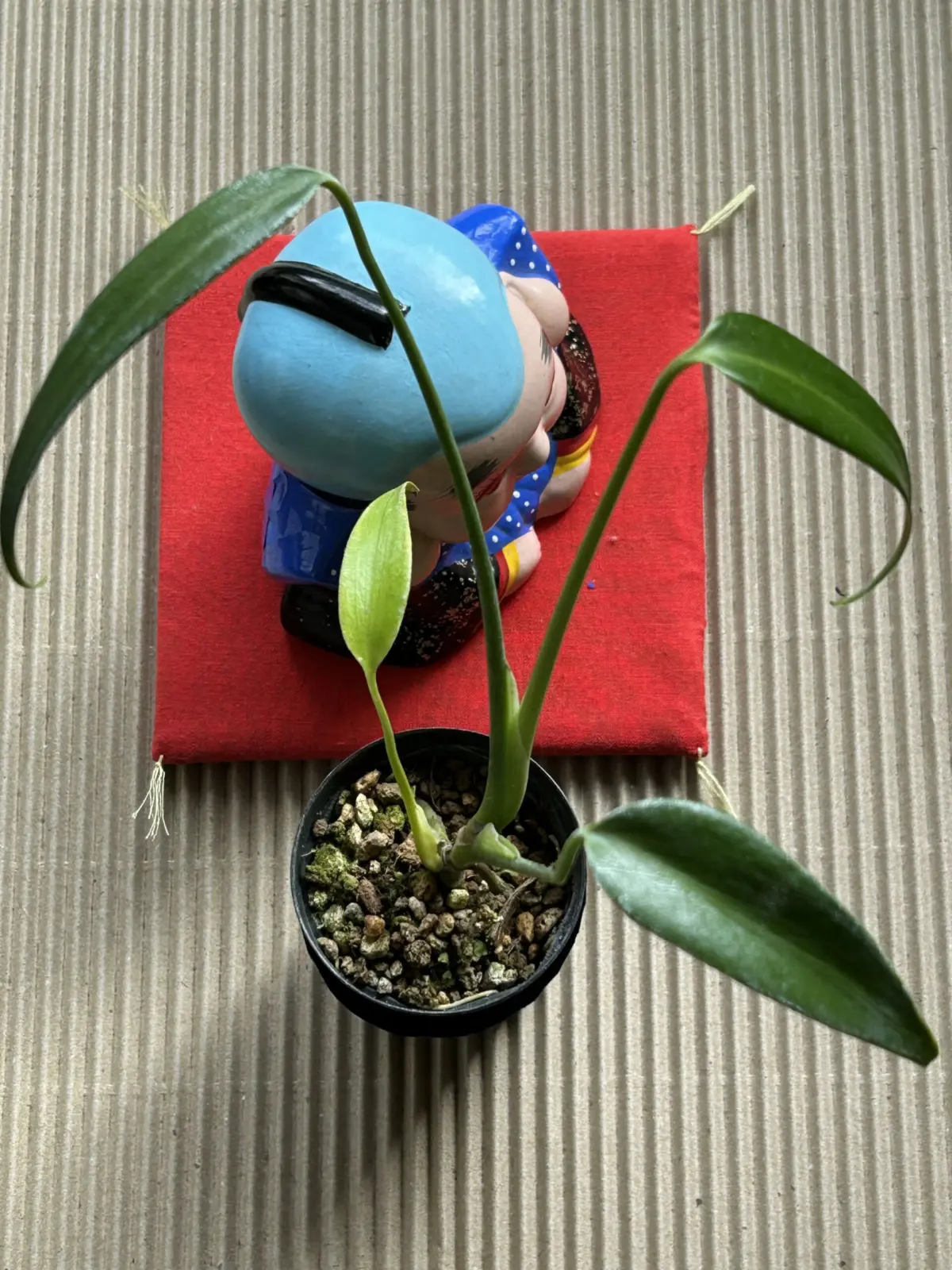 モンステラ バールマルクスフレーム