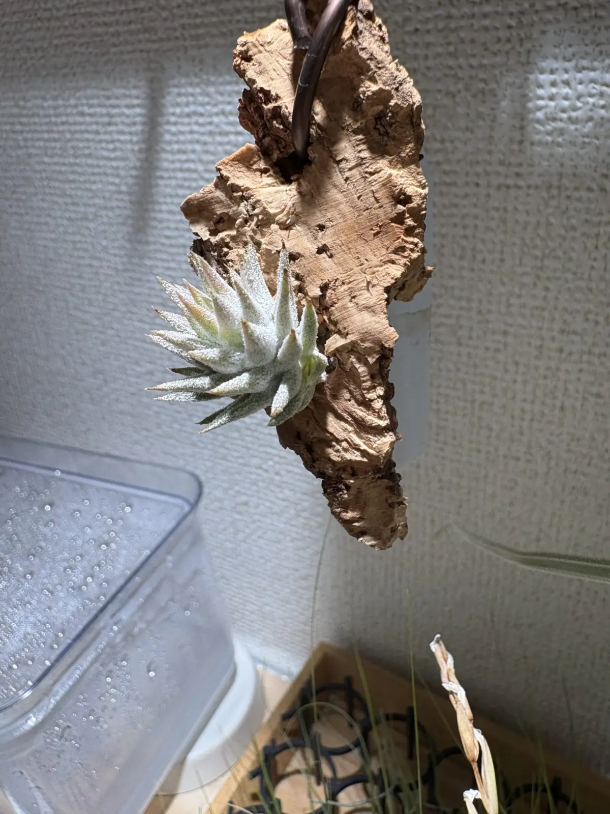 ティランジア　バンハイニンギー　ミノール