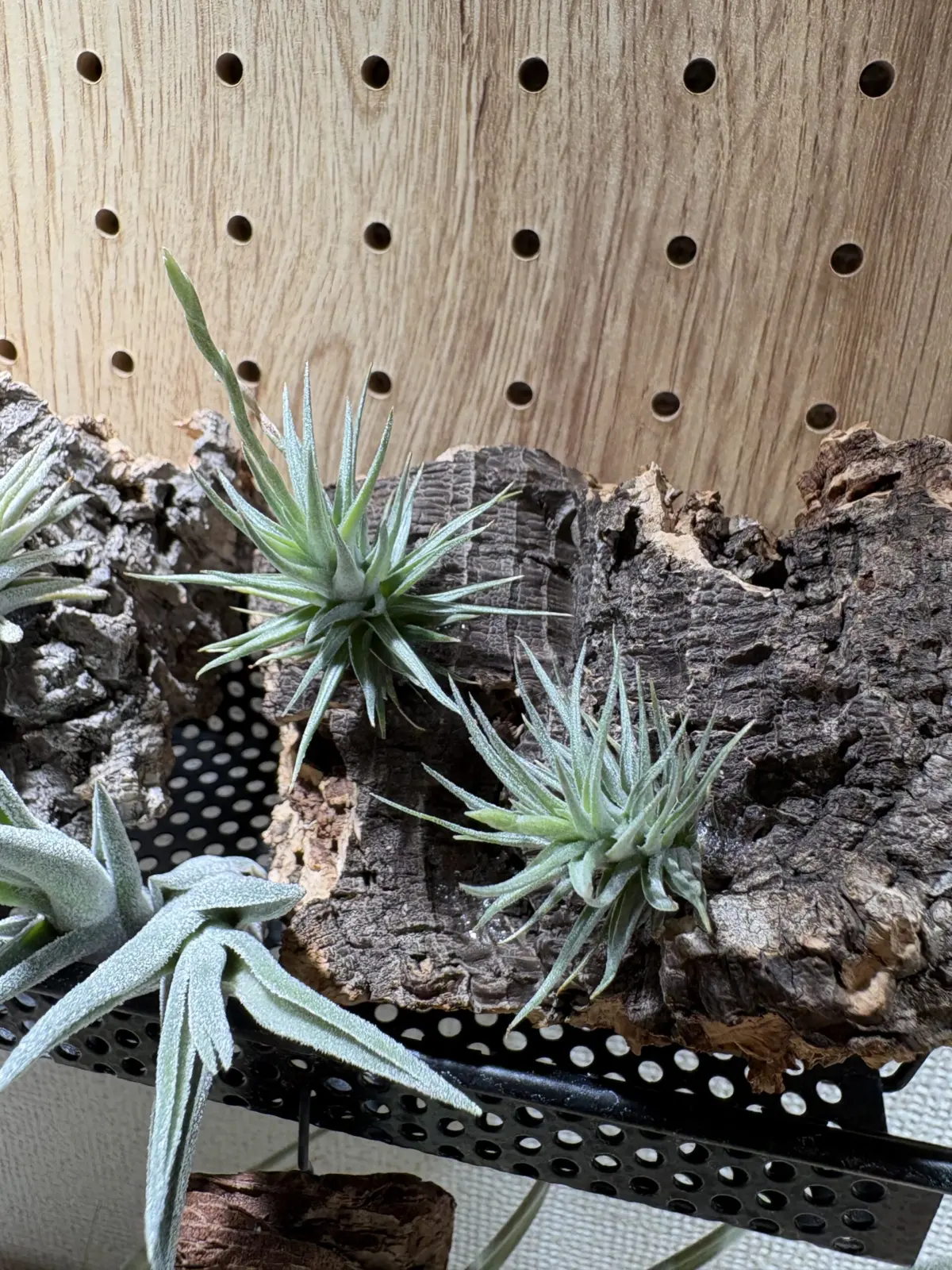 ティランジア　ロリアセア　花序