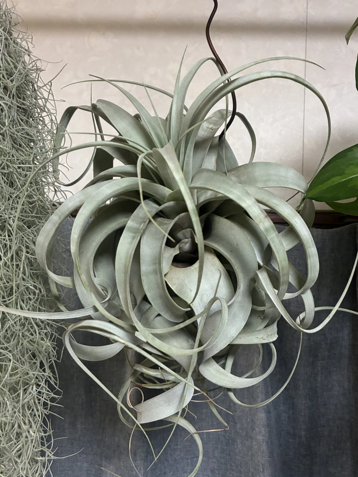 ティランジア キセログラフィカ