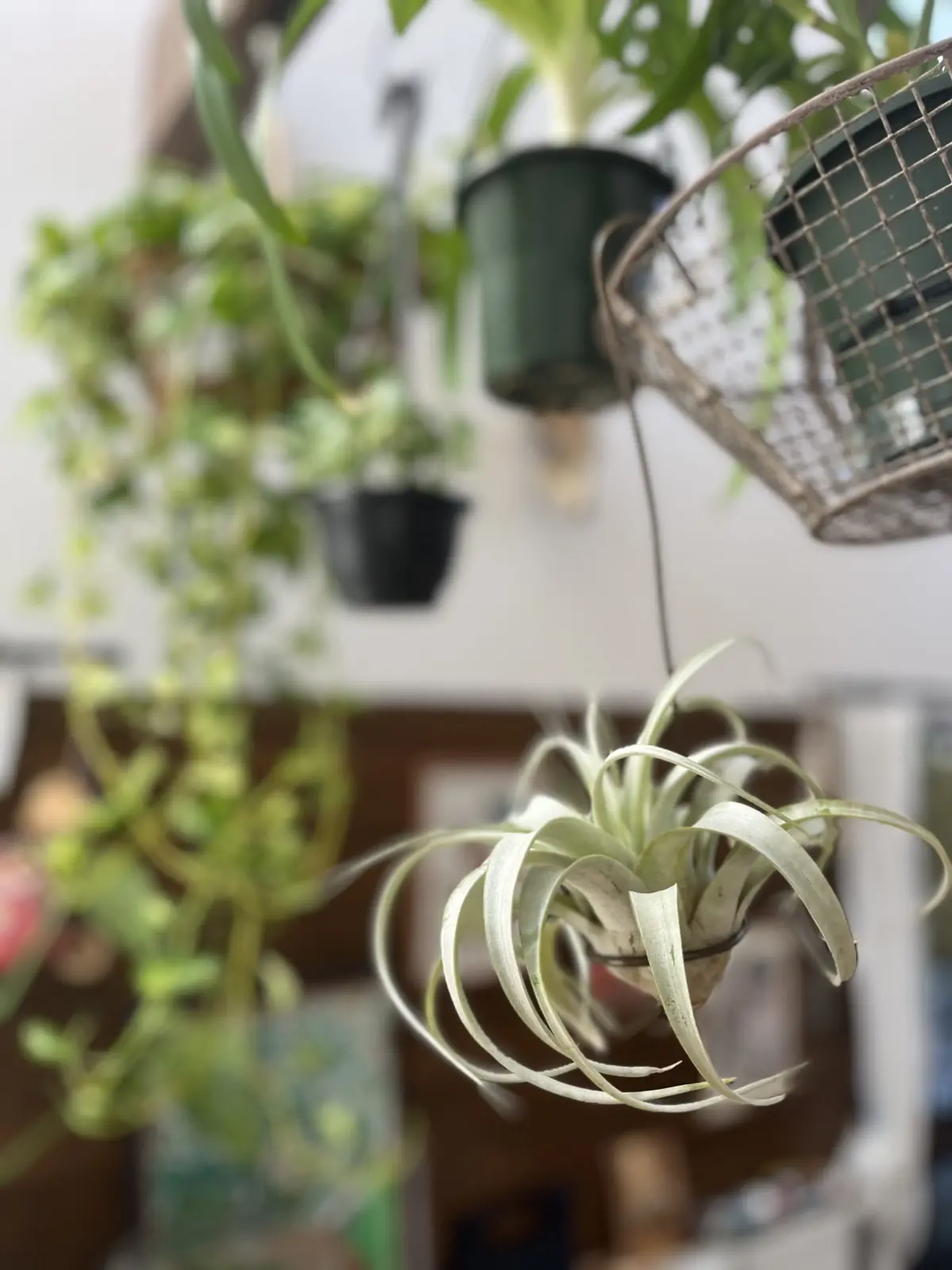 ティランジア キセログラフィカ