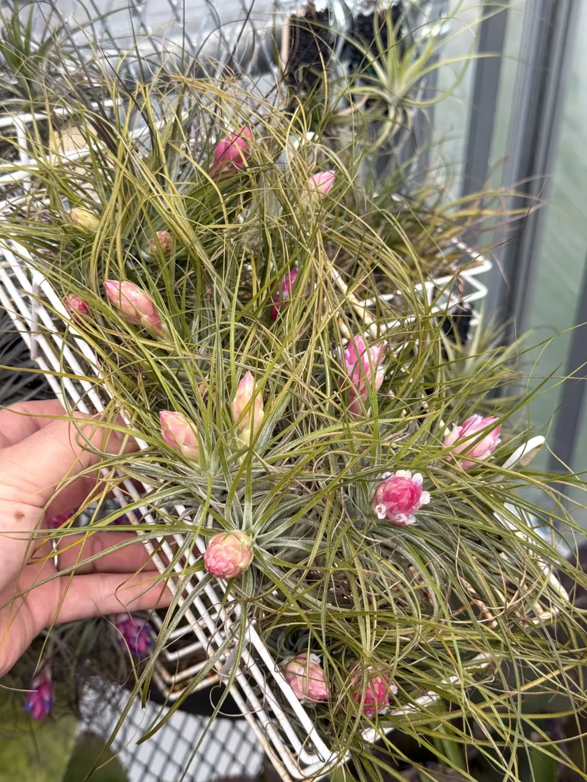 ティランジア ストリクタ ‘マナ’