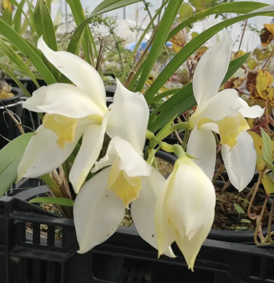 シンビジウム　エリスロスティルム・アルバ