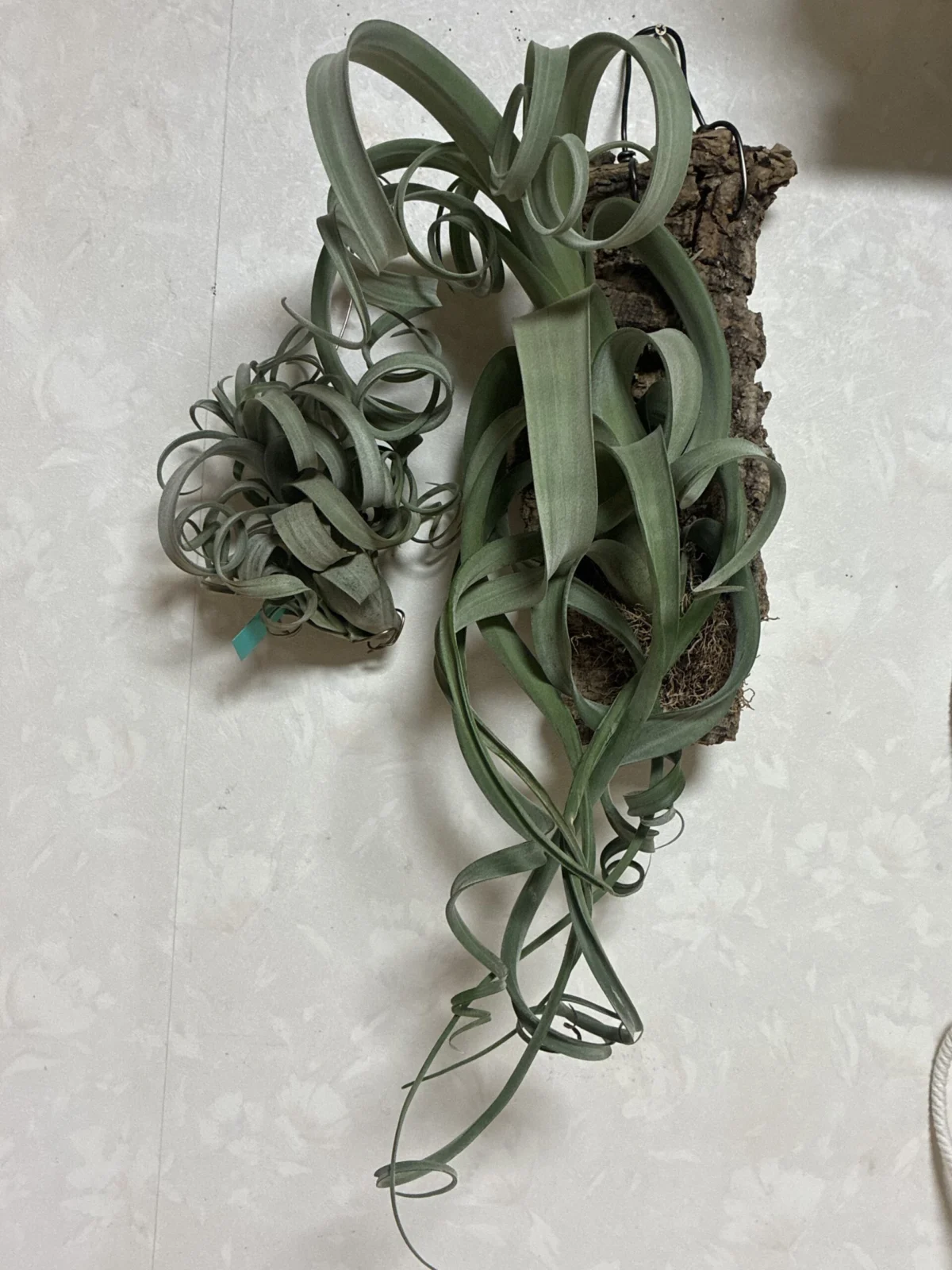 ティランジア カーリースリム