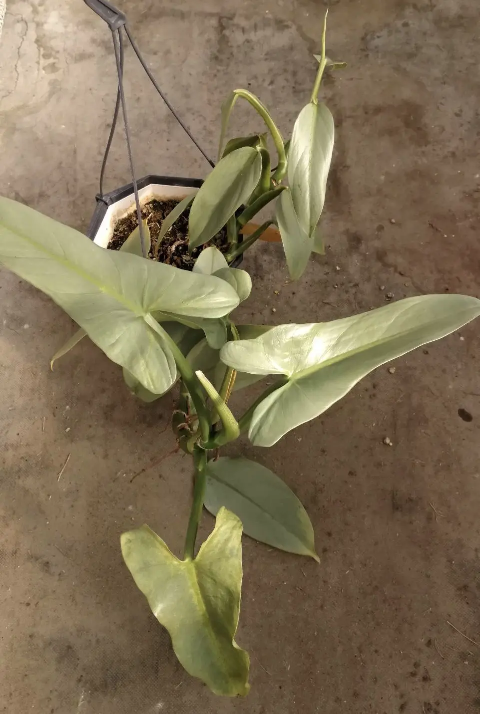 フィロデンドロン　シルバーメタル