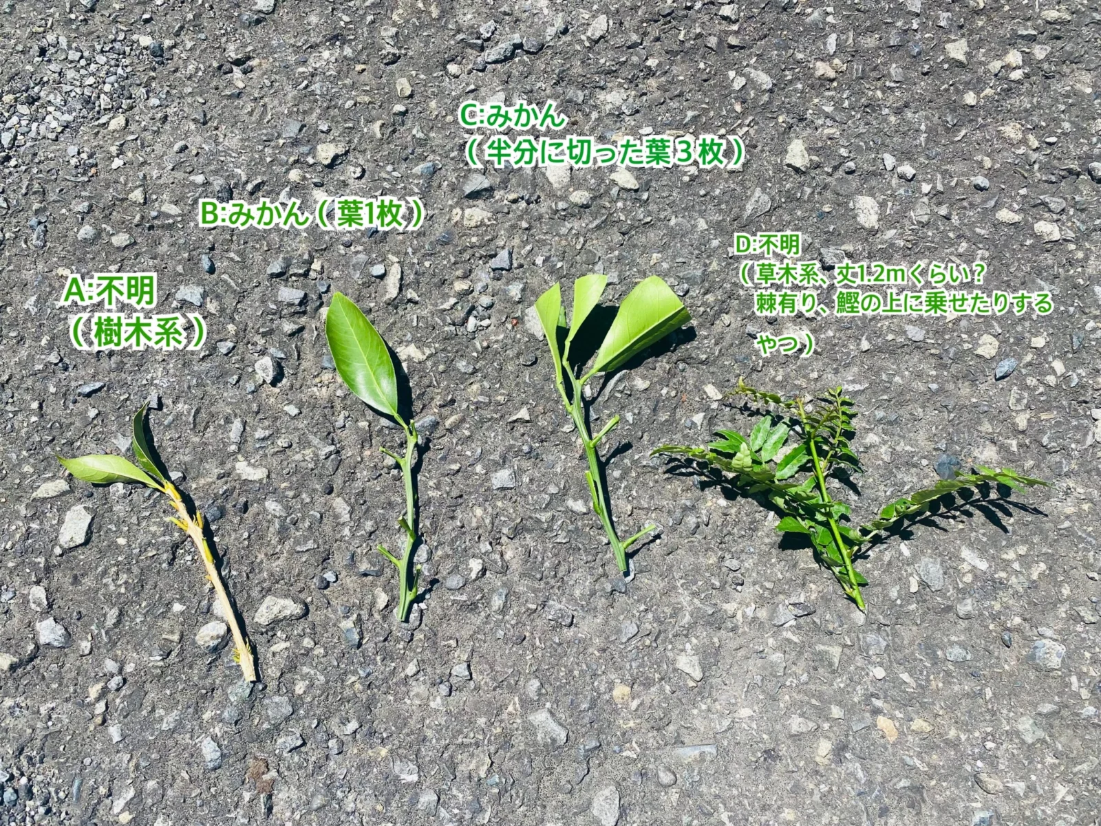 蜜柑、樹木系、草木系 / 発根チャレンジ