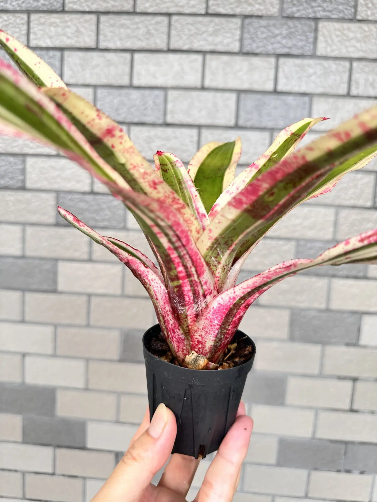 ネオレゲリア　アラエア