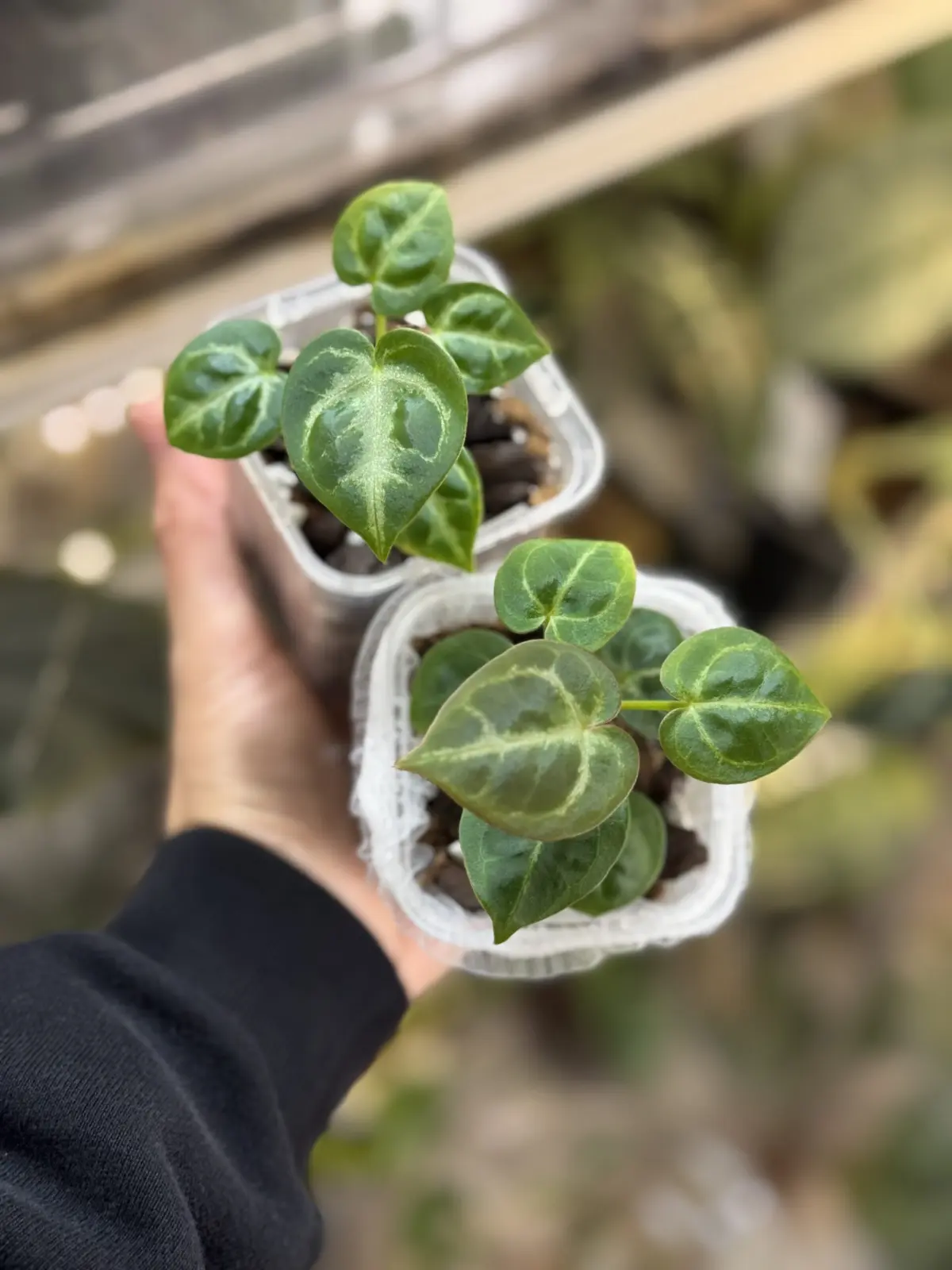 アンスリウム　シルバーブラッシュ　キングオブスペード　実生