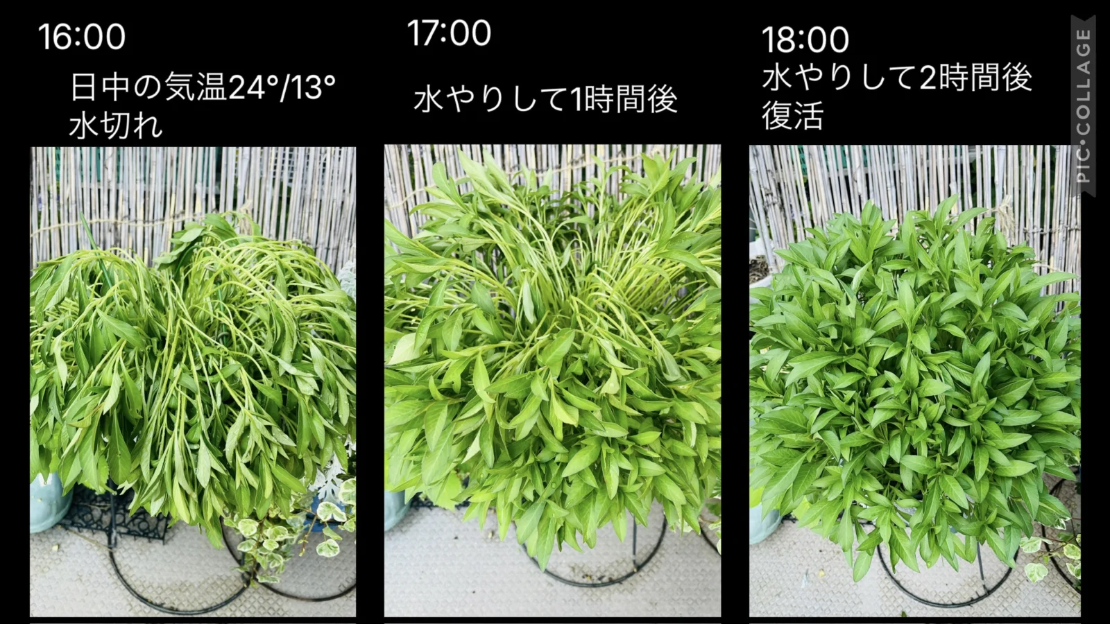 チョコレートコスモス　チョカモカ　水切れ