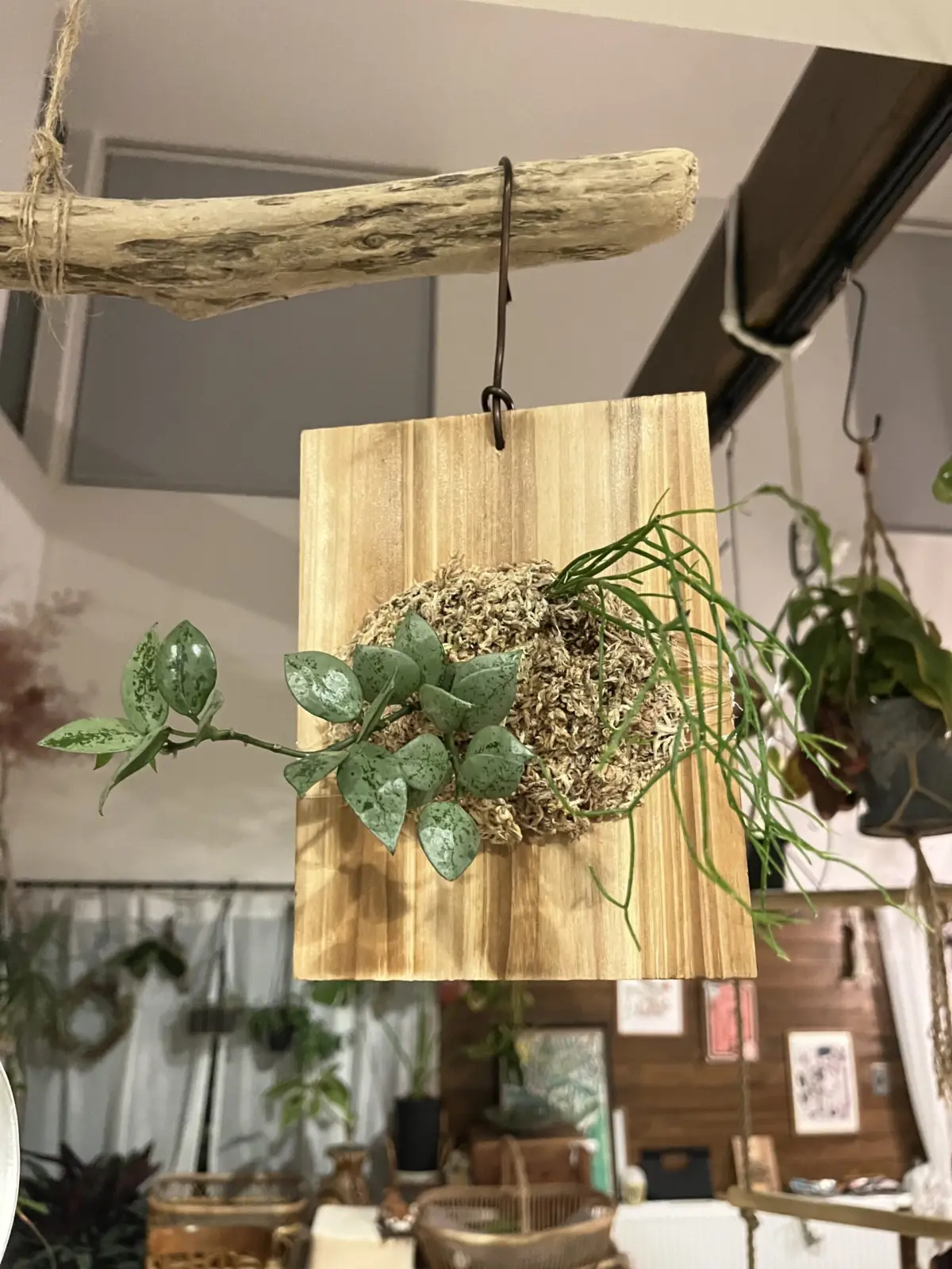 ホヤ　クローニアナ　シルバー　リプサリス　カスッサ