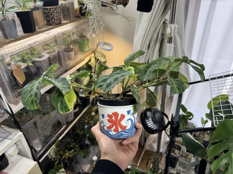 マランタ　ケルコビアナ　斑入り