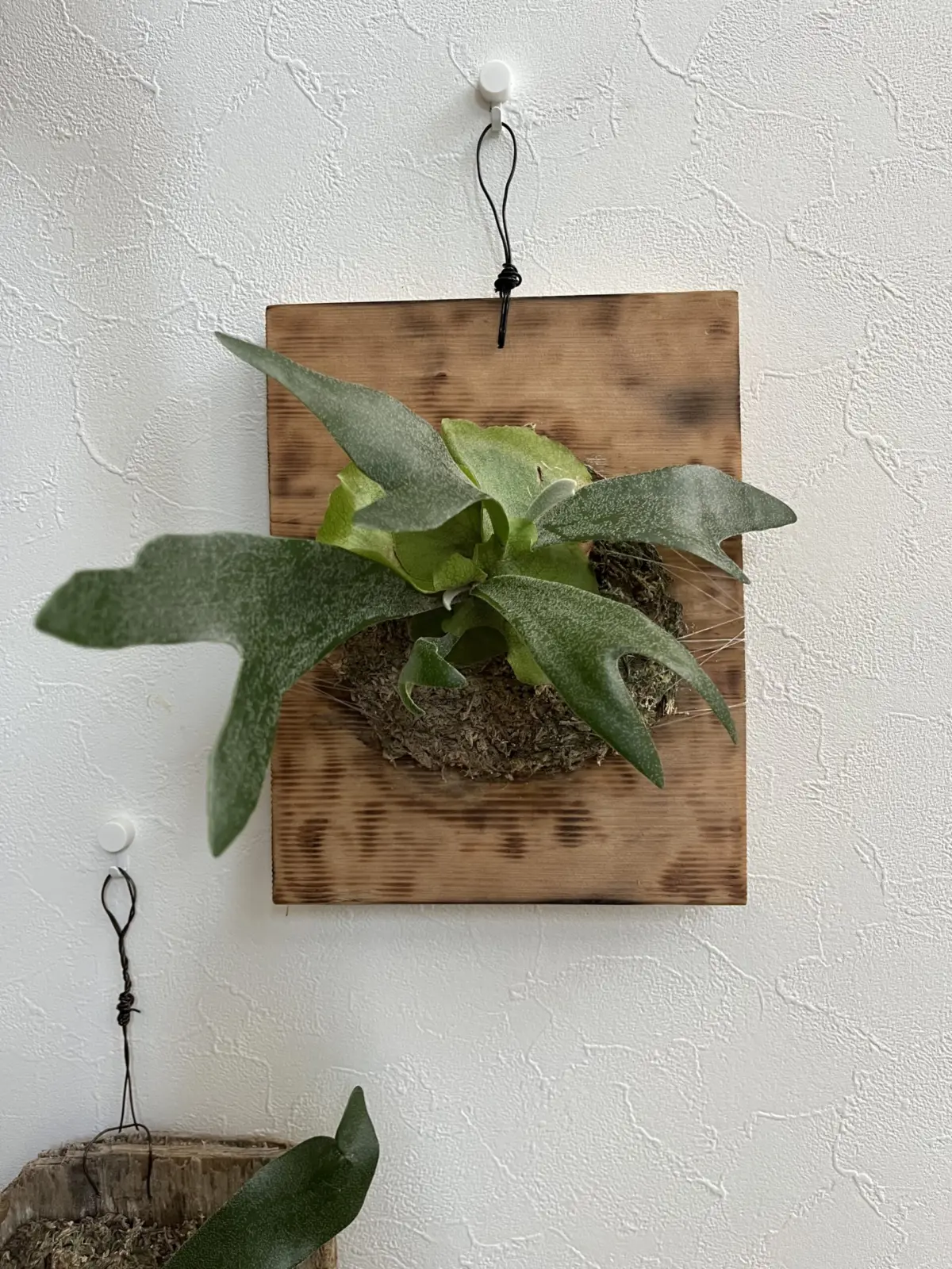 ビカクシダ　ネザーランド