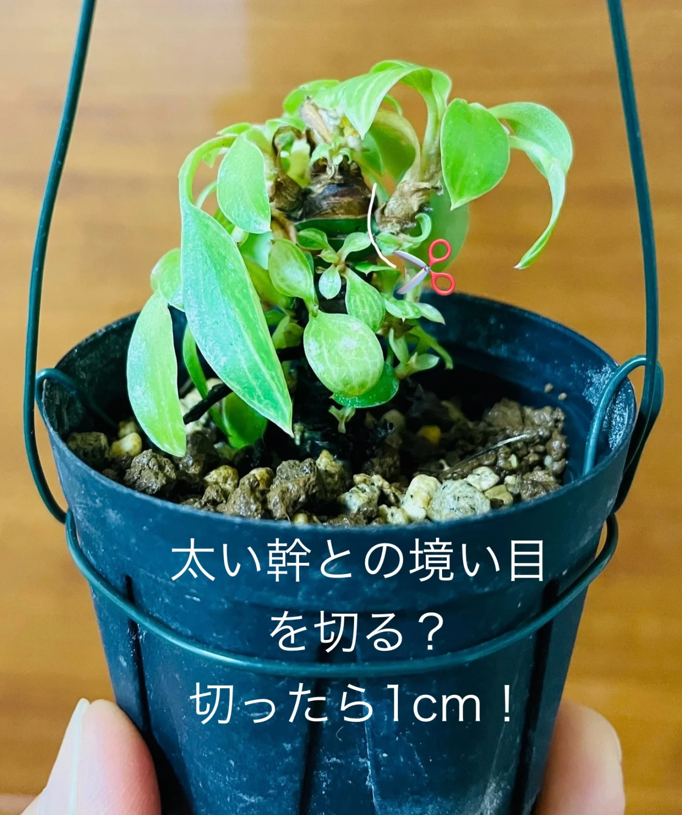 フィロデンドロン　バーキンコンパクト　挿木するには？