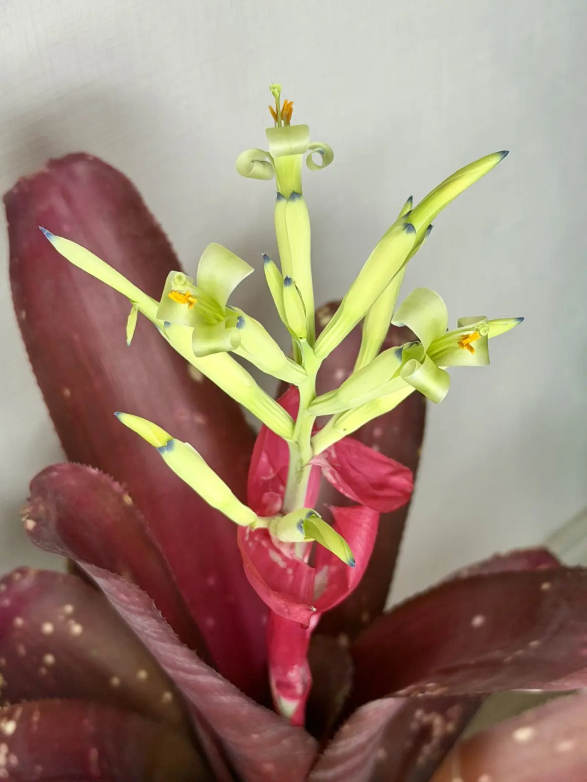 ビルベルギア　コーランダイナシティ　開花