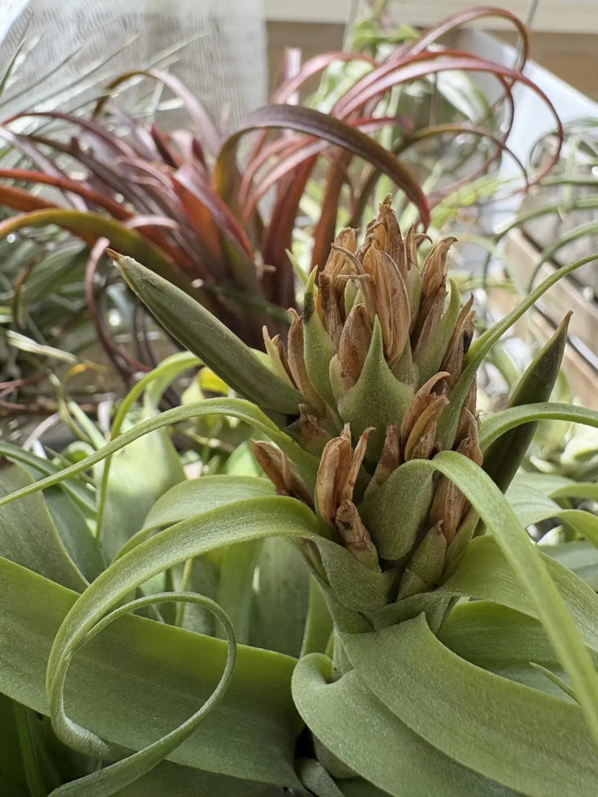 ティランジア　エリックノブロック　シードポッド　奇形