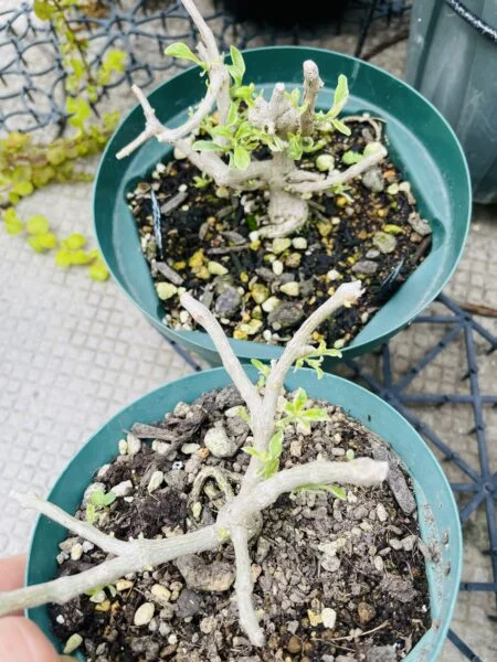 ランタナ　斑入り