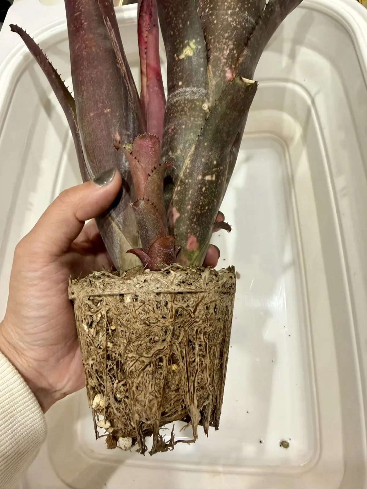 ビルベルギア　ディッピンドッツ　根っこ