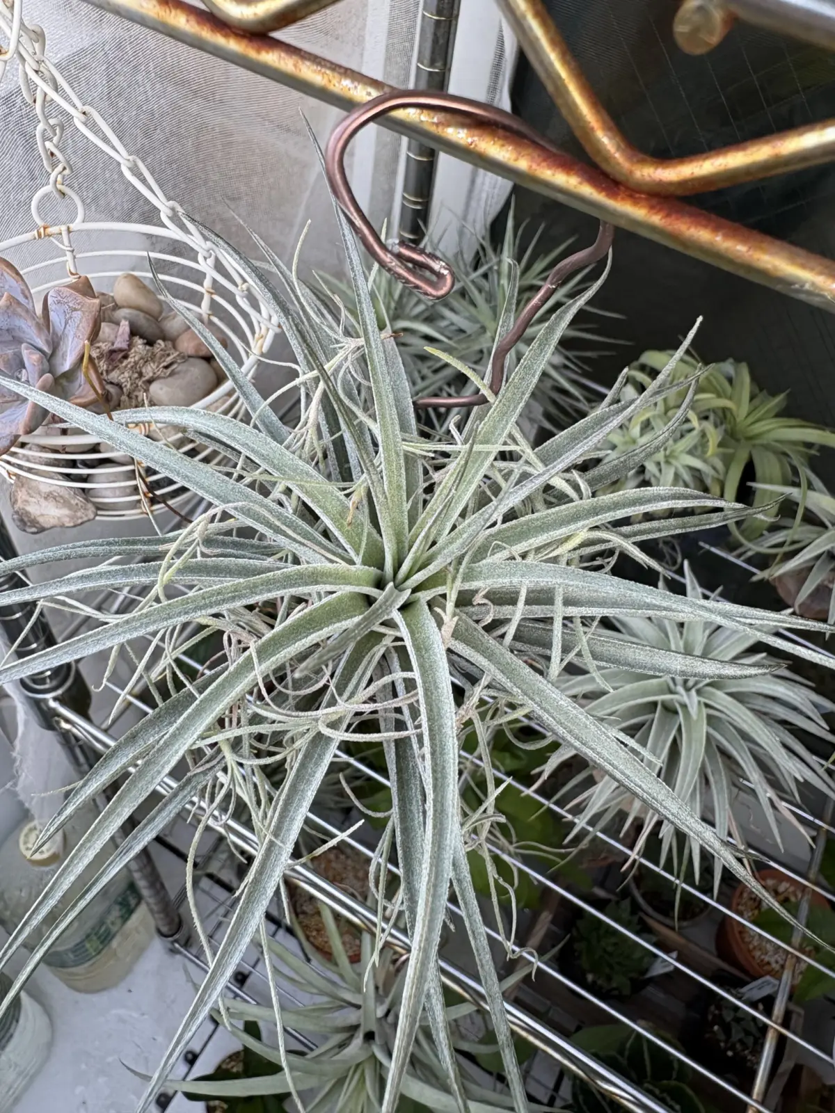 ティランジア　sp525