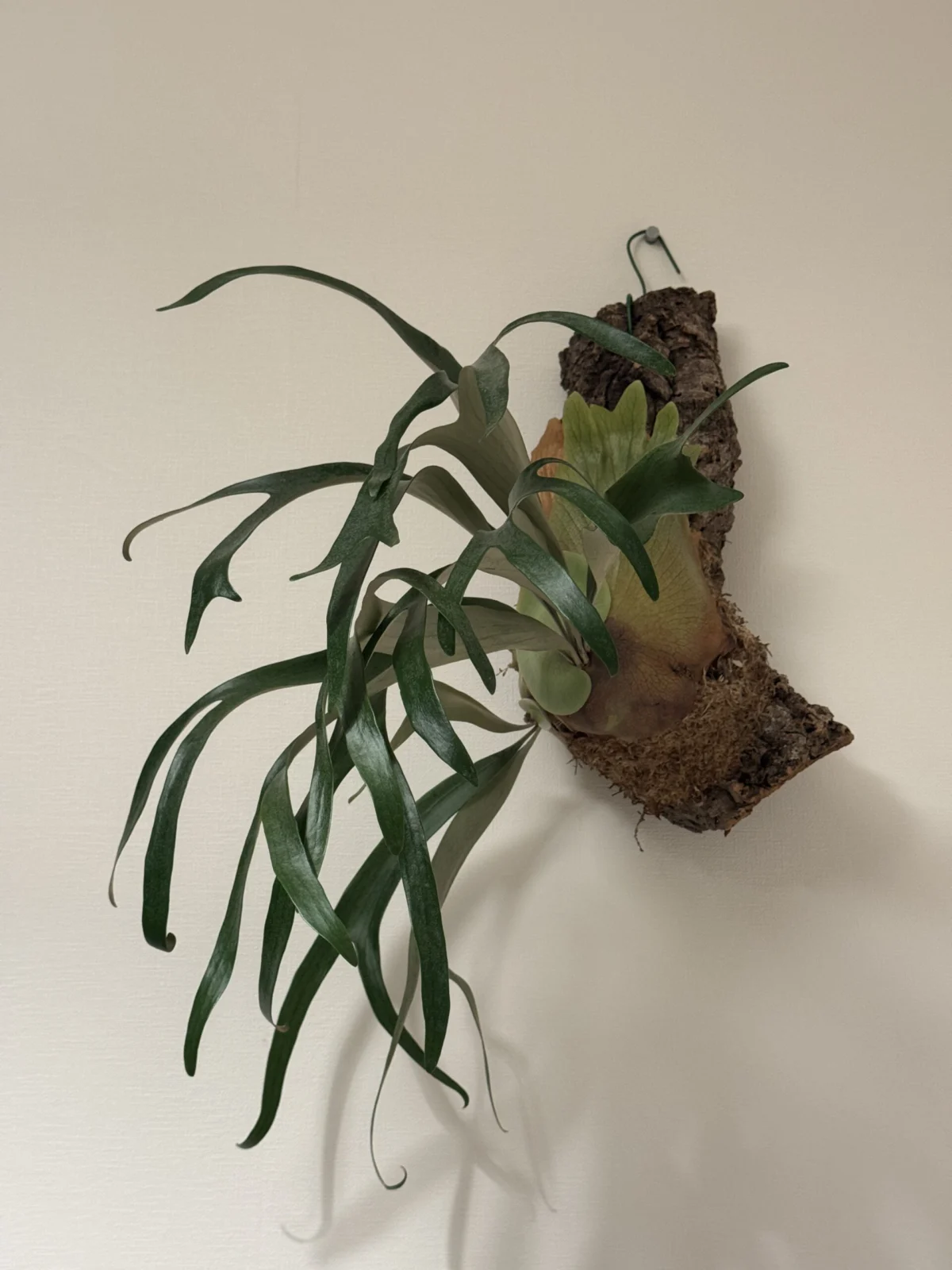 ビカクシダ　札落ち