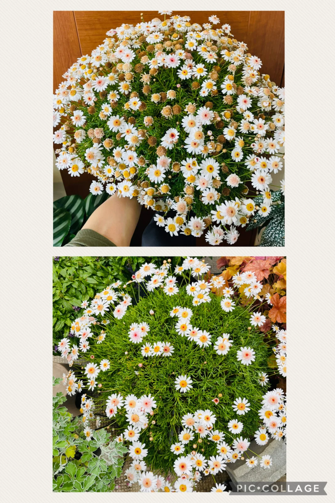 ボンザマーガレット　イチゴショート　花がら摘み