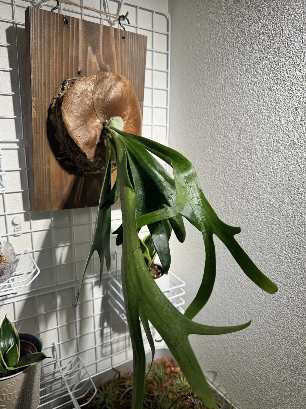 ビカクシダネザーランド