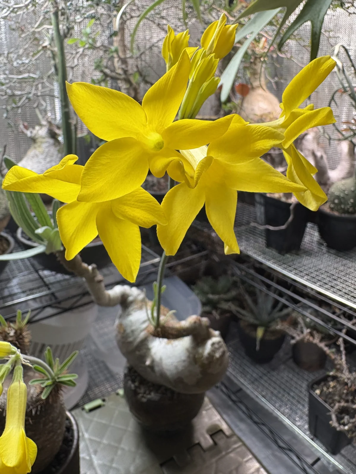 パキポディウム　グラキリス　花