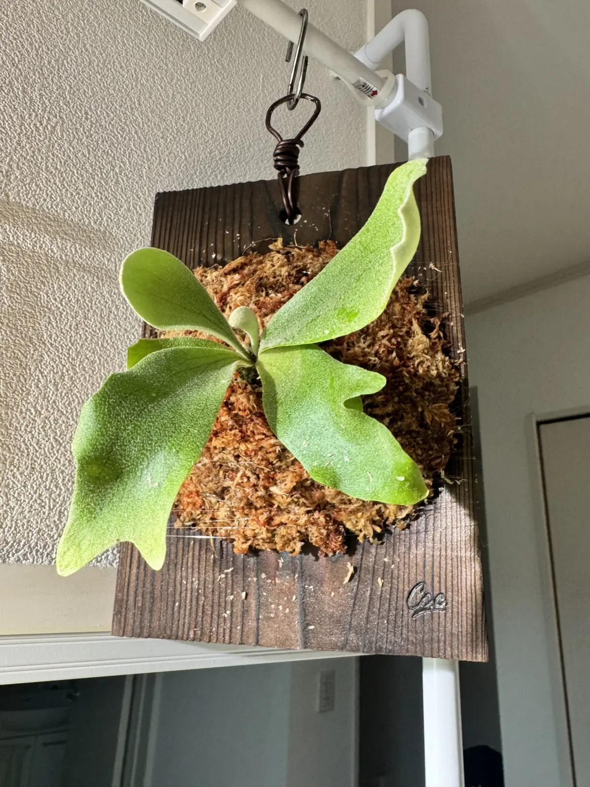 ビカクシダ　ホワイトホーク