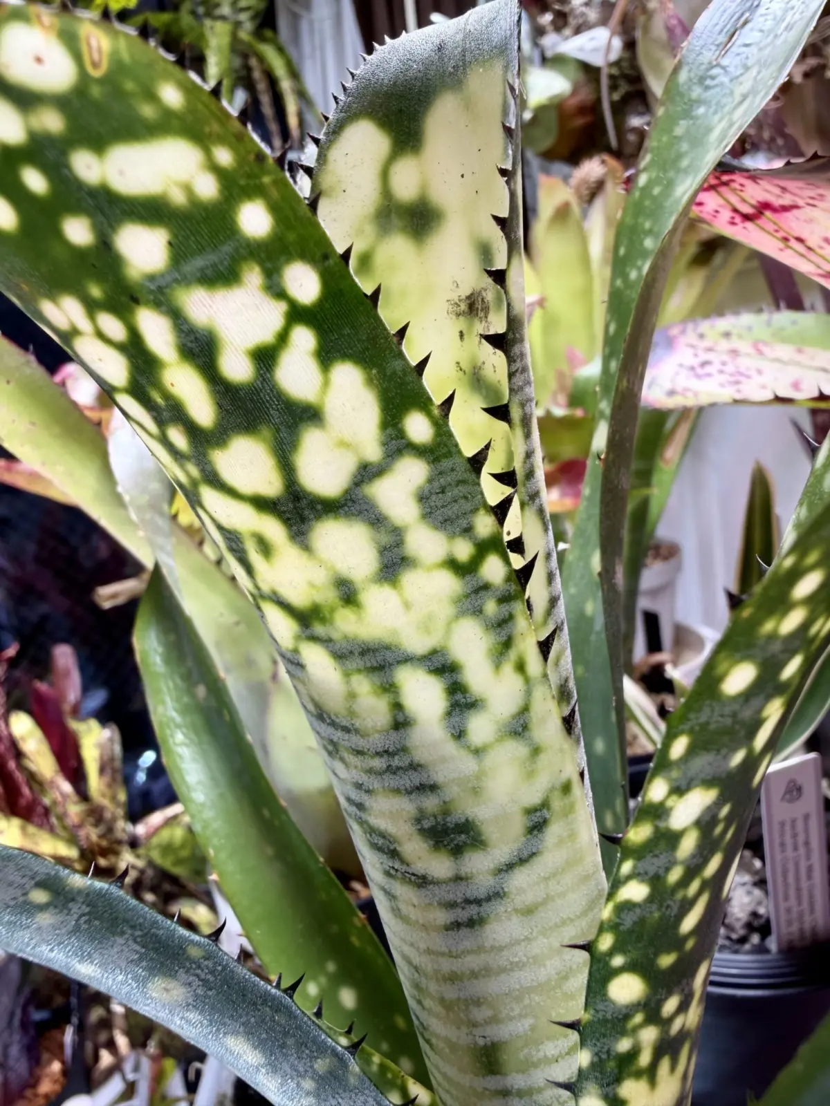 ビルベルギア　トンプライ　ブラーミニー