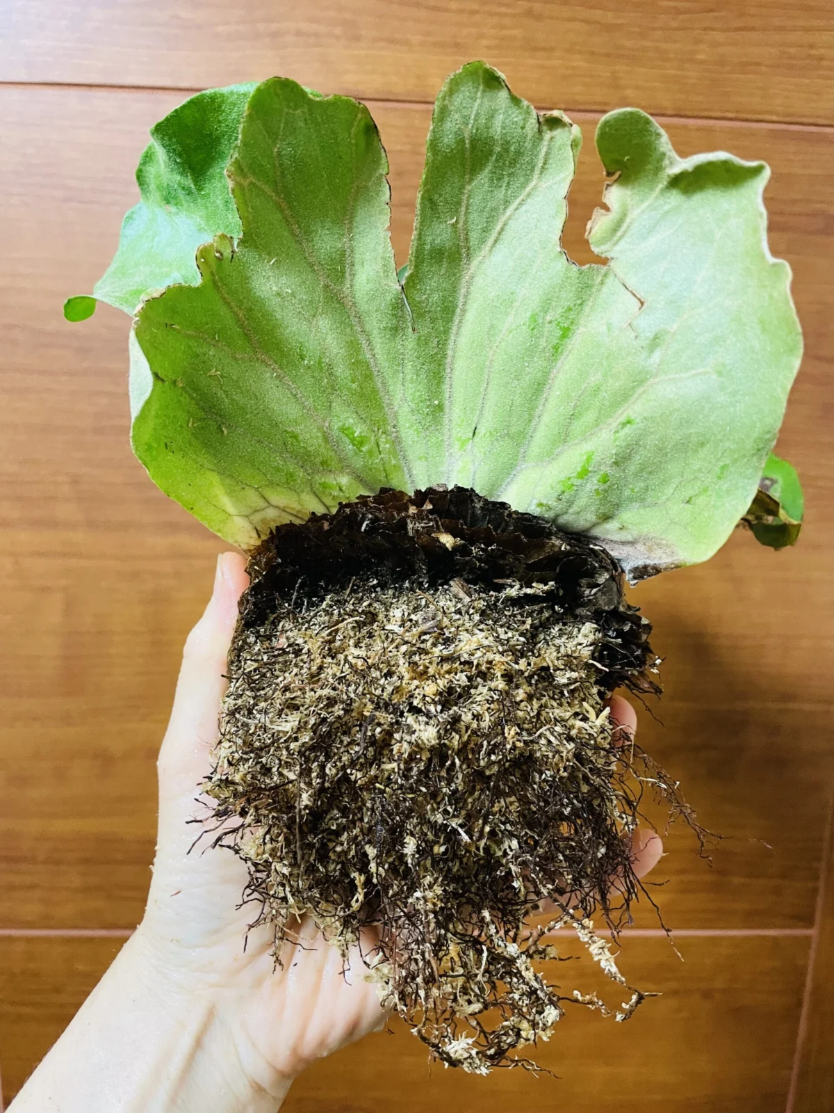 ビカクシダ　エレファントティス　根