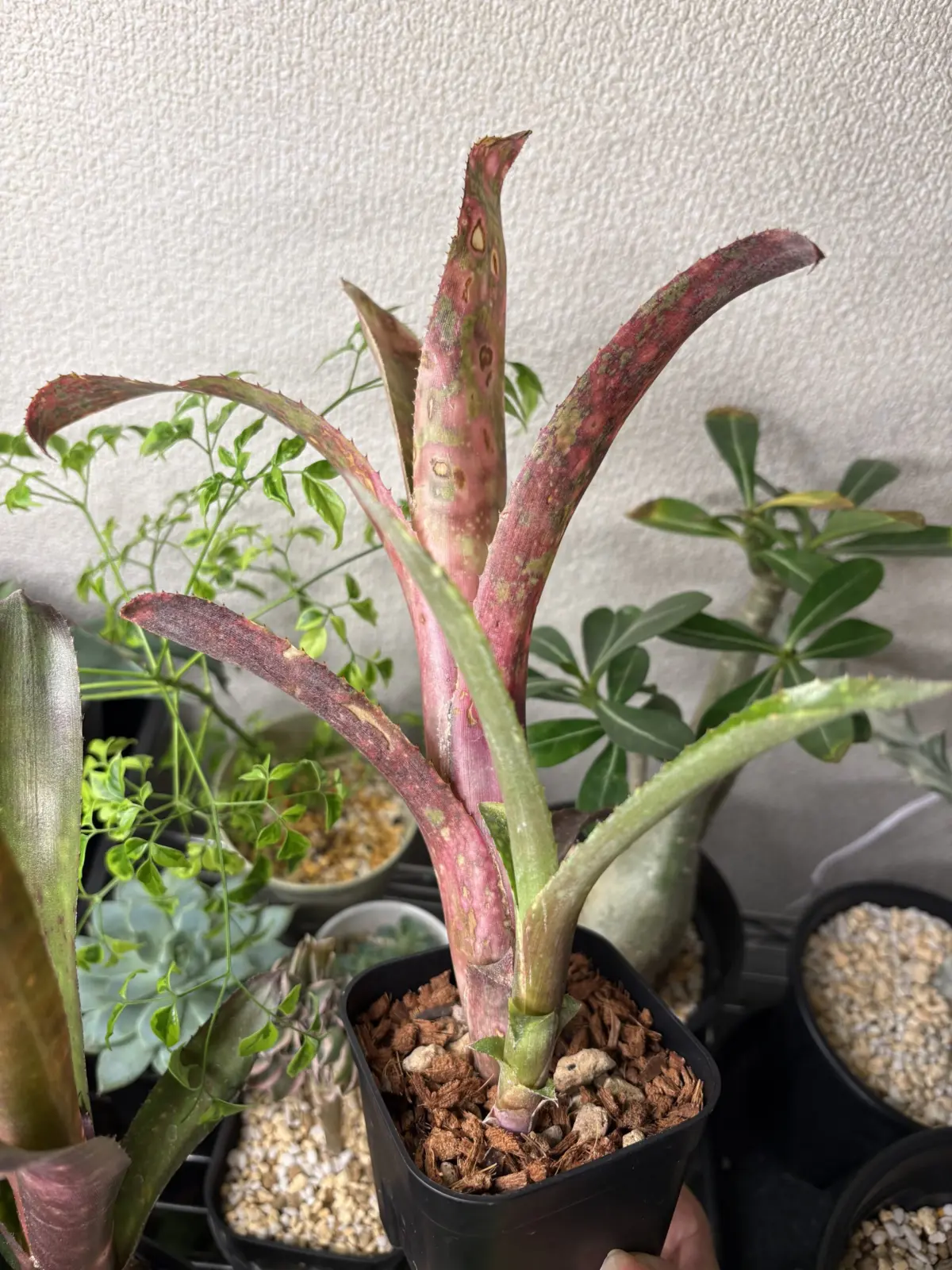 ビルベルギア フラアウワナ 褐斑細菌病 ？