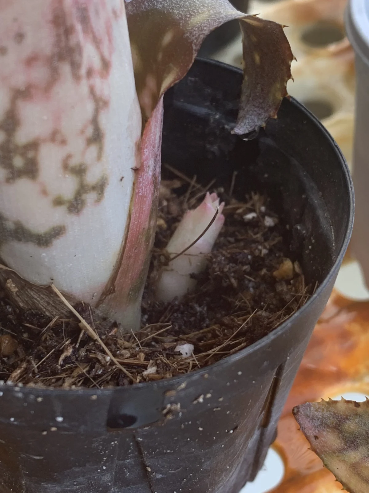 ビルベルギア　パニオロ　子株　